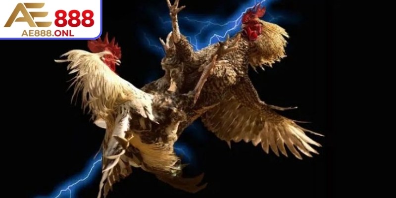 Tham khảo lịch thi đấu để không bỏ lỡ các sự kiện quan trọng