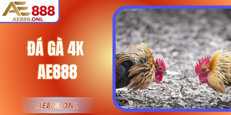 Trải Nghiệm Đá Gà 4K AE888 – Sống Động Như Tại Trường Gà
