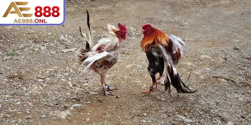 Trải Nghiệm Đá Gà Cựa Dao AE888 Chuẩn Chất Lượng Và Hấp Dẫn 3 Luôn chọn trận đấu có thông tin rõ ràng để tham gia