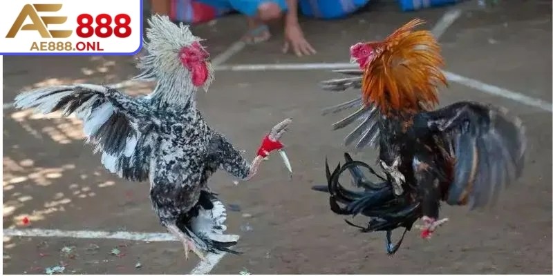 Trải Nghiệm Đá Gà Cựa Dao AE888 Chuẩn Chất Lượng Và Hấp Dẫn 2 Quan sát kỹ lưỡng giúp đưa ra quyết định đặt cược chính xác hơn