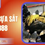 Đá Gà Cựa Sắt AE888 – Sân Chơi Cho Người Đam Mê Chiến Kê