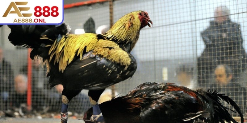 Đá Gà Cựa Sắt AE888 – Sân Chơi Cho Người Đam Mê Chiến Kê 1 Đá gà cựa sắt AE888 là hình thức mang tính bùng nổ nhất