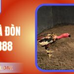 Đá Gà Dòn AE888 – Trải Nghiệm Thi Đấu Dành Cho Người Đam Mê