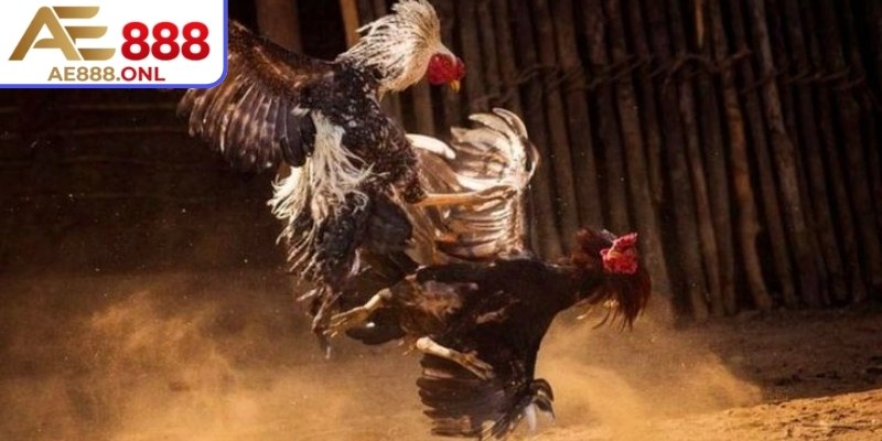 Khám Phá Sức Hút Đá Gà Thomo AE888 – Kịch Tính Và Chân Thực 2 Hệ thống hiển thị chi tiết thông tin trận đấu giúp đánh giá chiến kê chính xác