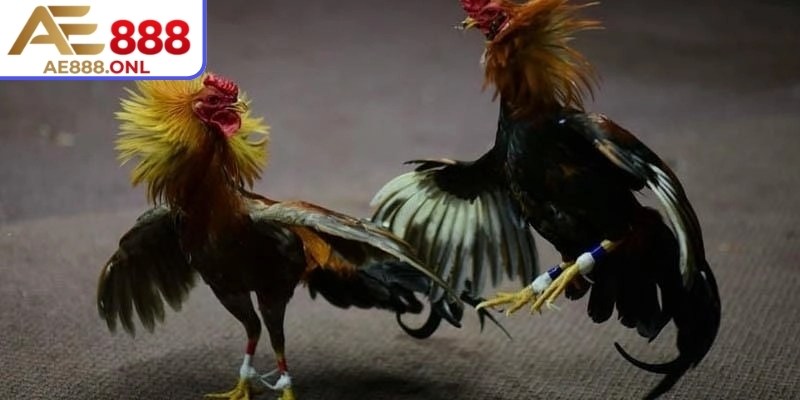 Khám Phá Sức Hút Đá Gà Thomo AE888 – Kịch Tính Và Chân Thực 3 Đá gà nòi truyền thống thiên về sức bền và chiến thuật
