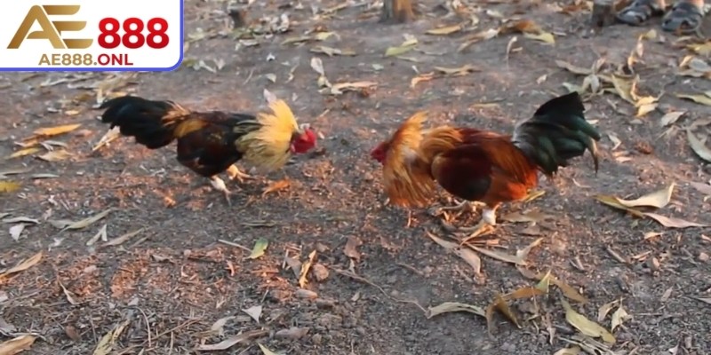 Đá gà tre AE888 mang lại nhiều lợi ích thiết thực cho người chơi