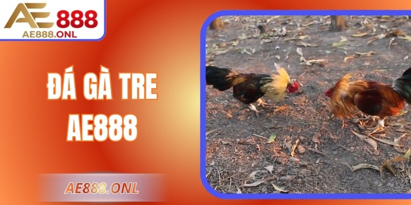 Trải Nghiệm Đá Gà Tre AE888 – Tốc Độ, Kỹ Thuật Và Hấp Dẫn