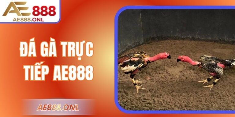 Trải Nghiệm Đá Gà Trực Tiếp AE888 – Chuẩn Mượt, Sắc Nét