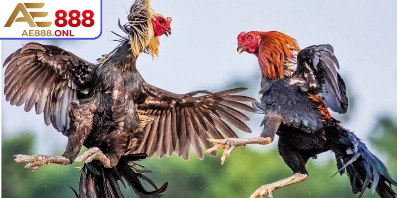 Chọn trận đấu và bắt đầu xem