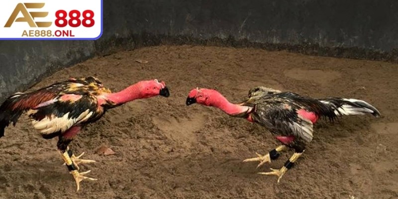 Thông tin được hiển thị liên tục giúp dễ dàng nắm bắt tình hình trận đấu