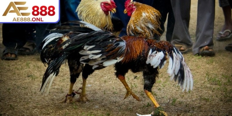 Áp dụng màu mạng giúp người chơi cảm thấy tự tin khi đặt cược